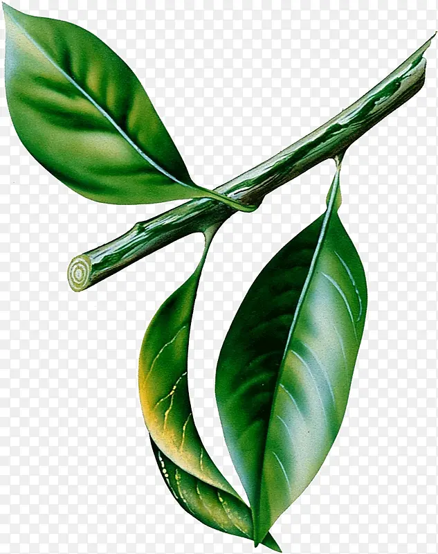 ������Ҷ-������