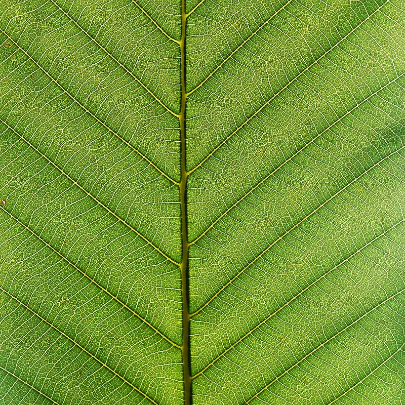 �ԳƵ���ҶҶ��-������