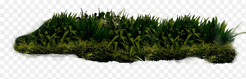 ֲ���̻�԰�ֲ�-������