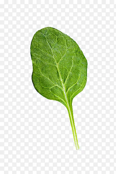 ����Ҷ��ͼƬ-������