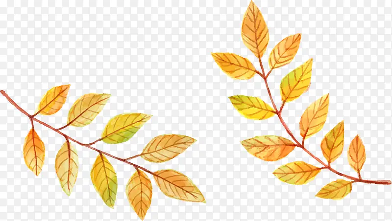 ��ͨ�ֻ�ݻ���Ҷ-������