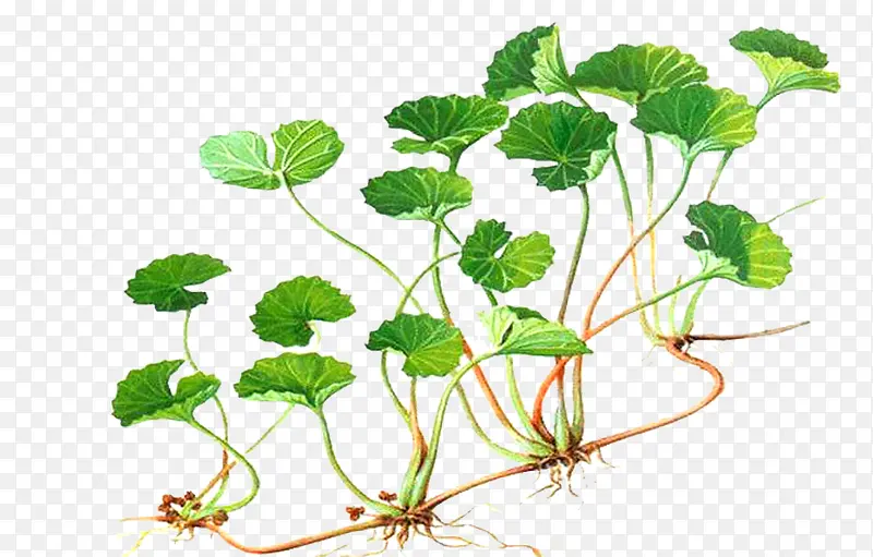 �������Ļ�ѩ��-������