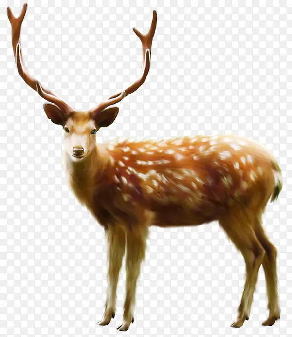 ʥ����¹��Ӱ����-������