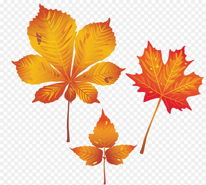 ����ķ�Ҷ-������