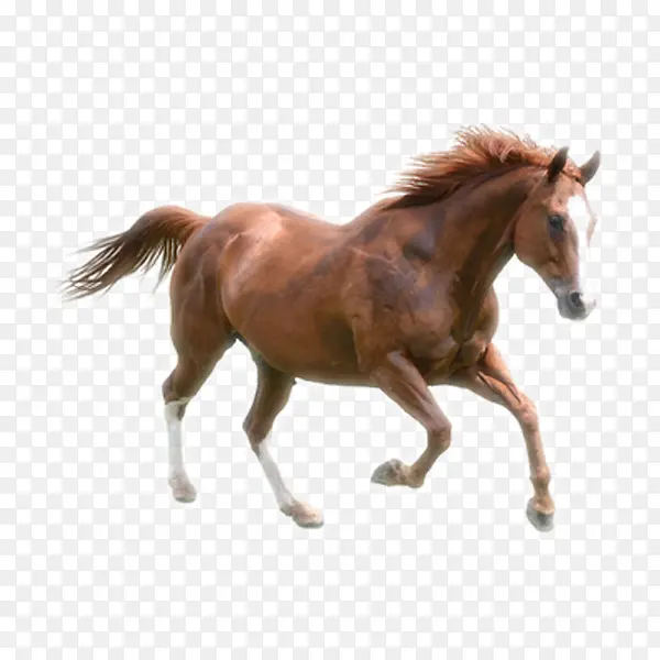 ��ɫ�Ŀ���-������