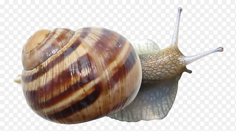 ��ţ�ز�-������