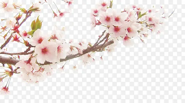 �һ�ʢ��-������