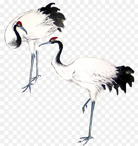 ��ɫ���ڰ�ɫ������-������