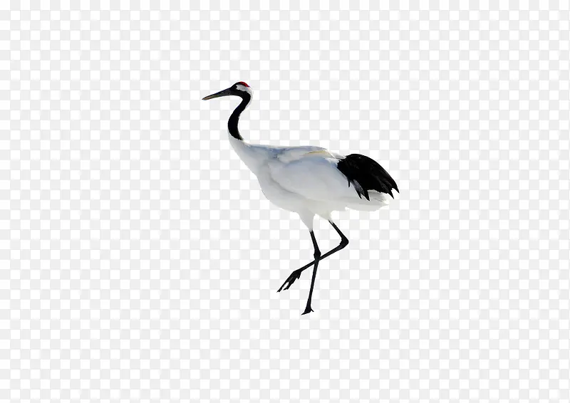 ��ɫ�ĵ�����-������