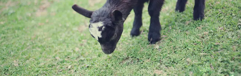 �ɰ���ɫС�򺣱�����-������