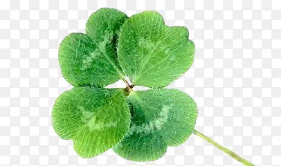 ��Ҷ��-������