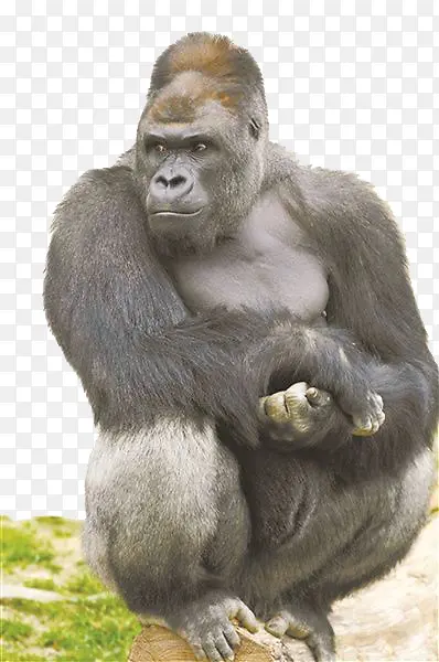 ������֦�ϵĺ�����-������