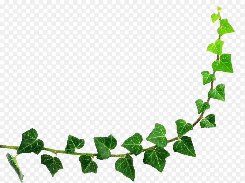 ��Ҷ��Բ�߿�-������