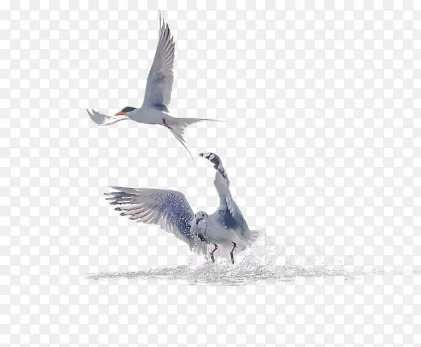 ��ɵ���-������