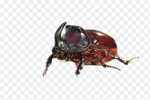 ţʺ����-������