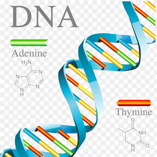 DNA����-������