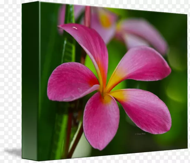 Ұ��ֲ��-������