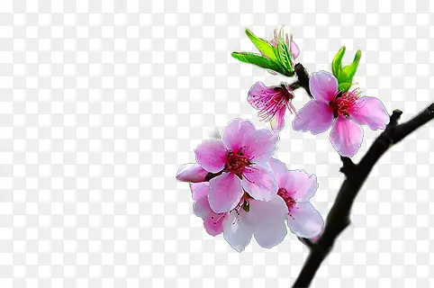 ����ֲ�ﺣ�������һ�-������