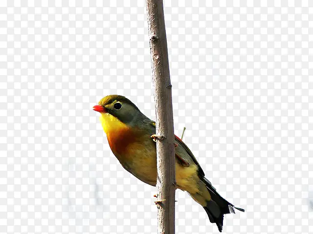 ��ɫ����-������