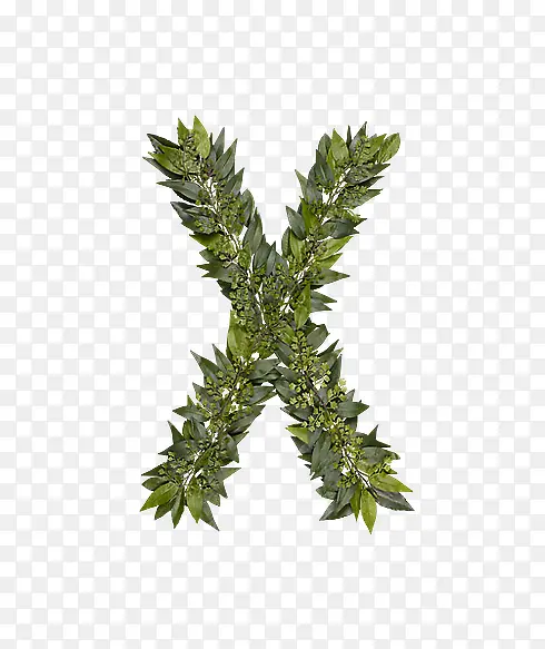 ��Ҷ��ĸx-������