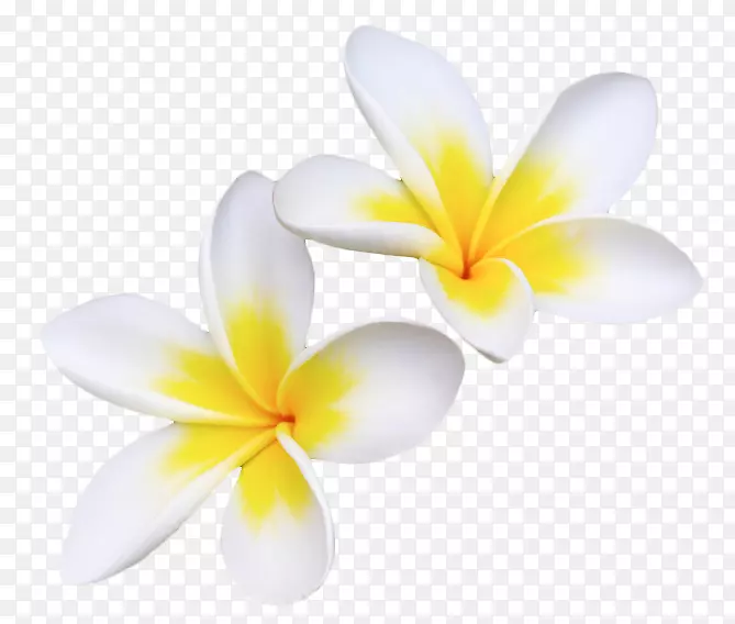 ����ֲ�ﻨ���ɫ�����ֽ-������