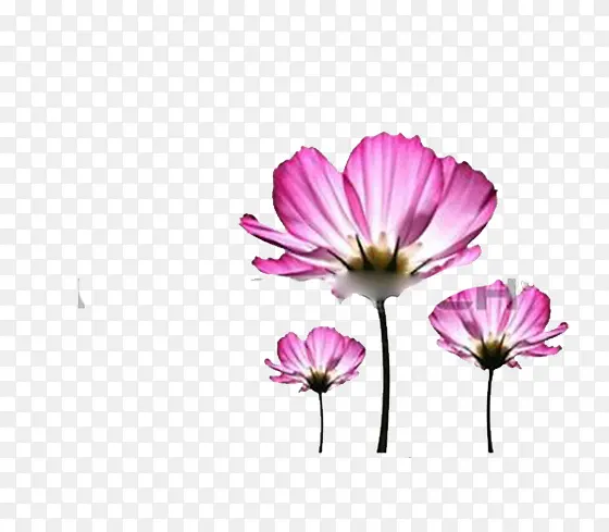 Ư��޹�²�-������