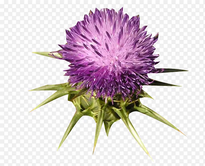 ��ɫ�̼���ͼƬ�ز�-������