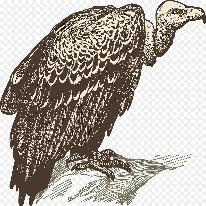 ͺӥ-������