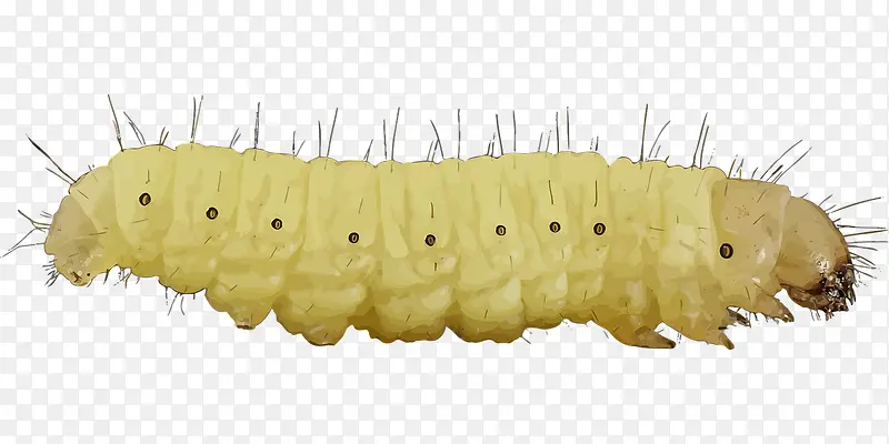 ��ɫ��ëë��-������