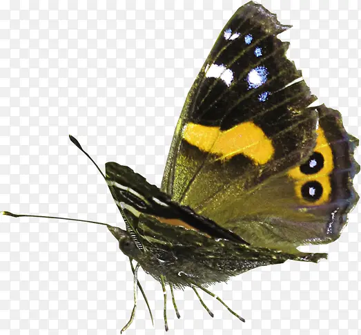 Ư����ɫ����-������