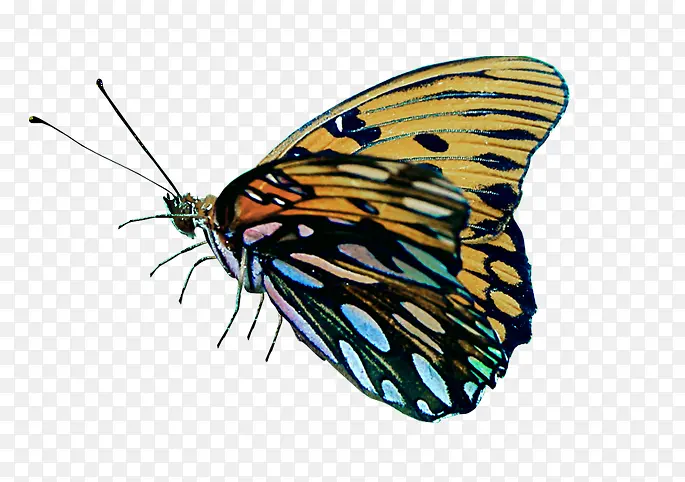 Ư����ɫ����-������