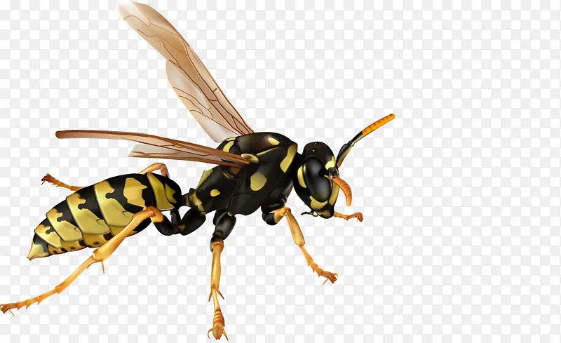 ���͵�С�۷�-������