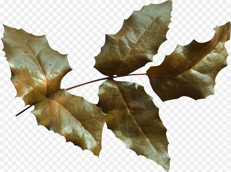 ��Ҷ-������