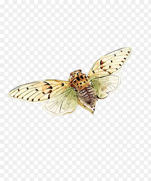 �廭����Ĳ�-������