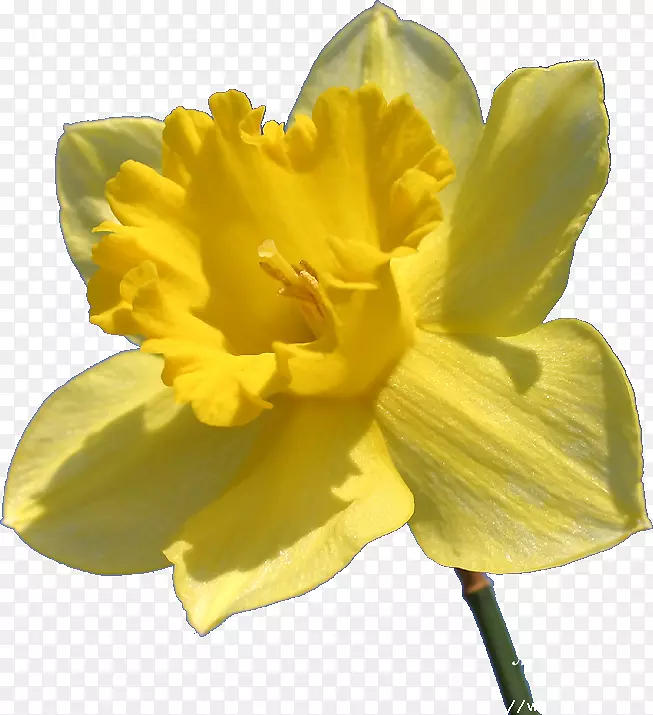 ����ֲ��ˮ�ɻ�jonquille-����׿����-������