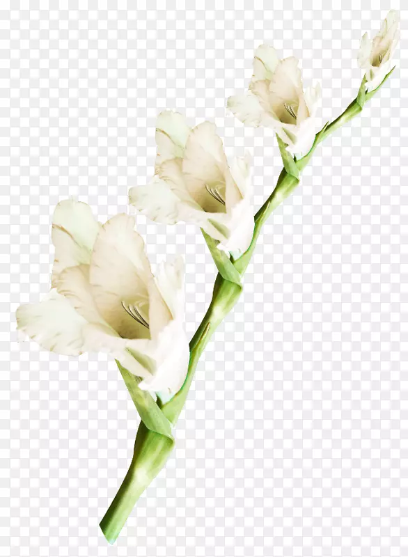 �л�ֲ��������-������