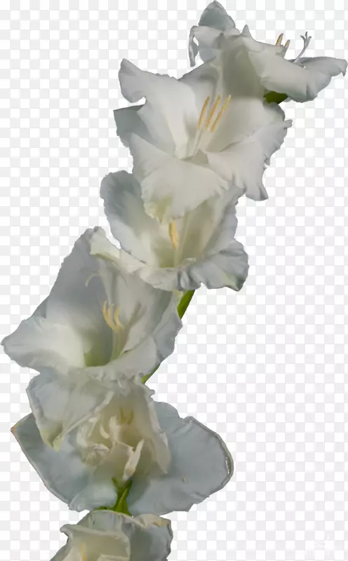 �������л���Ĥ�Ƽ�����������-������