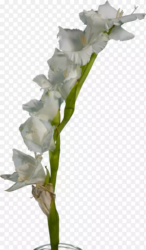 �������л�ֲ�ﾥ������-������