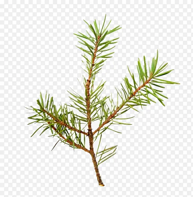 ��ɫ������-������