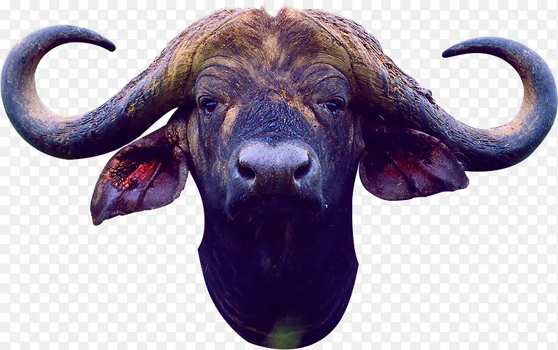 �ֻ���ˮ��ţͷ-������