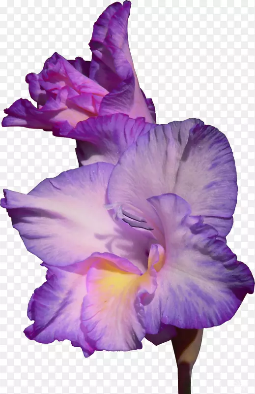 �������Ѽ�����-������-������