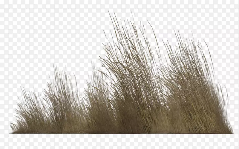 �����ľ������-ֲ��-������