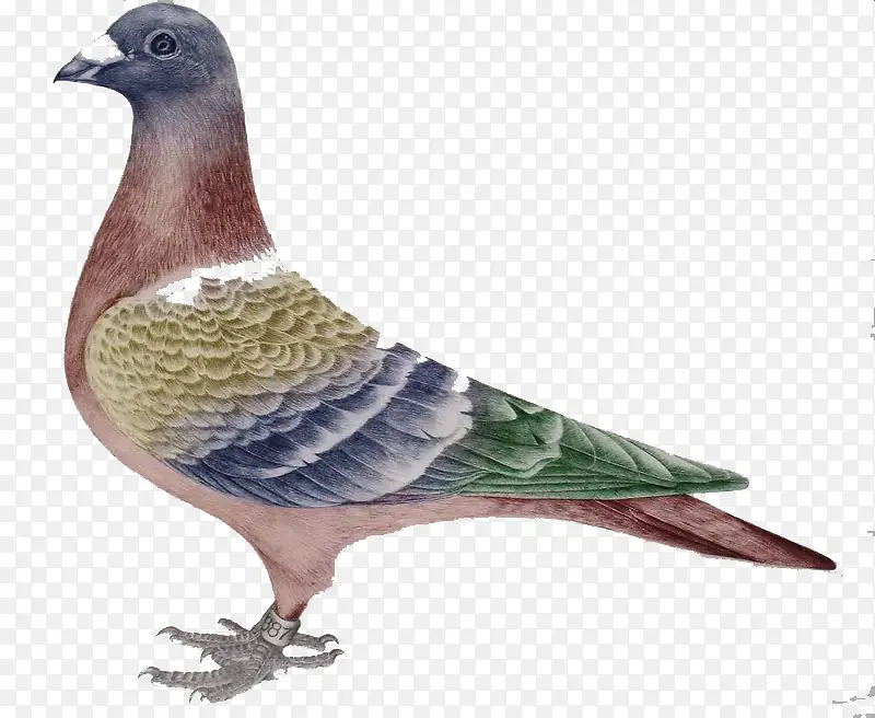 �ֻ����ͼ-������