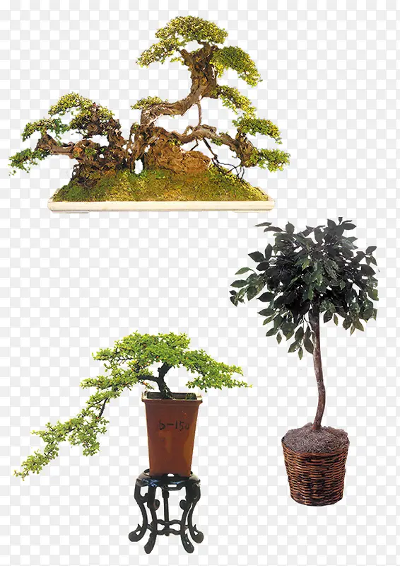 ����ֲ��-������