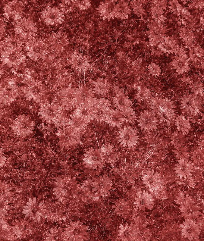 ����ɫ���䱳��-������