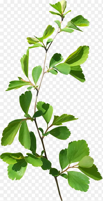 ��Ҷ��֦-������