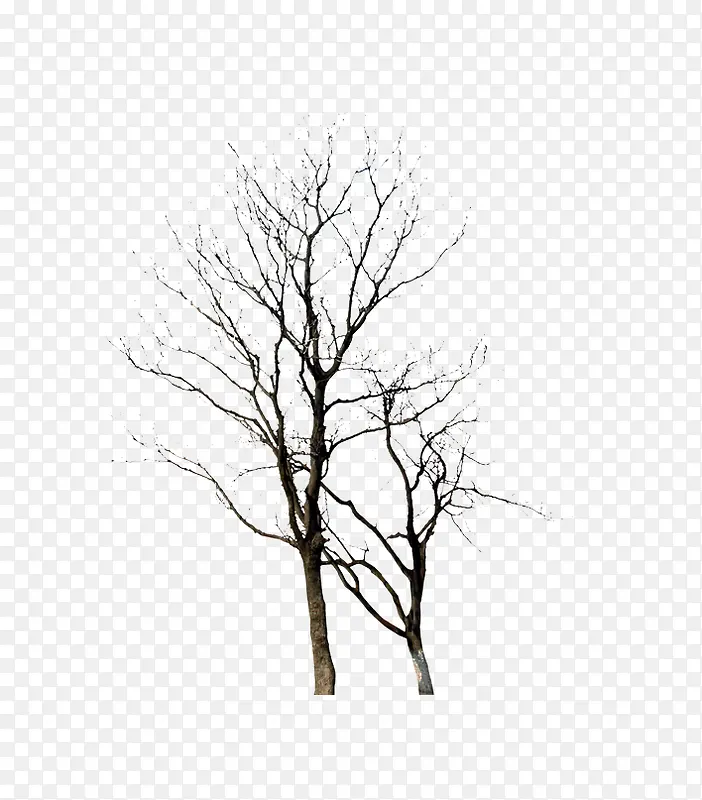 �������ֲ��-������