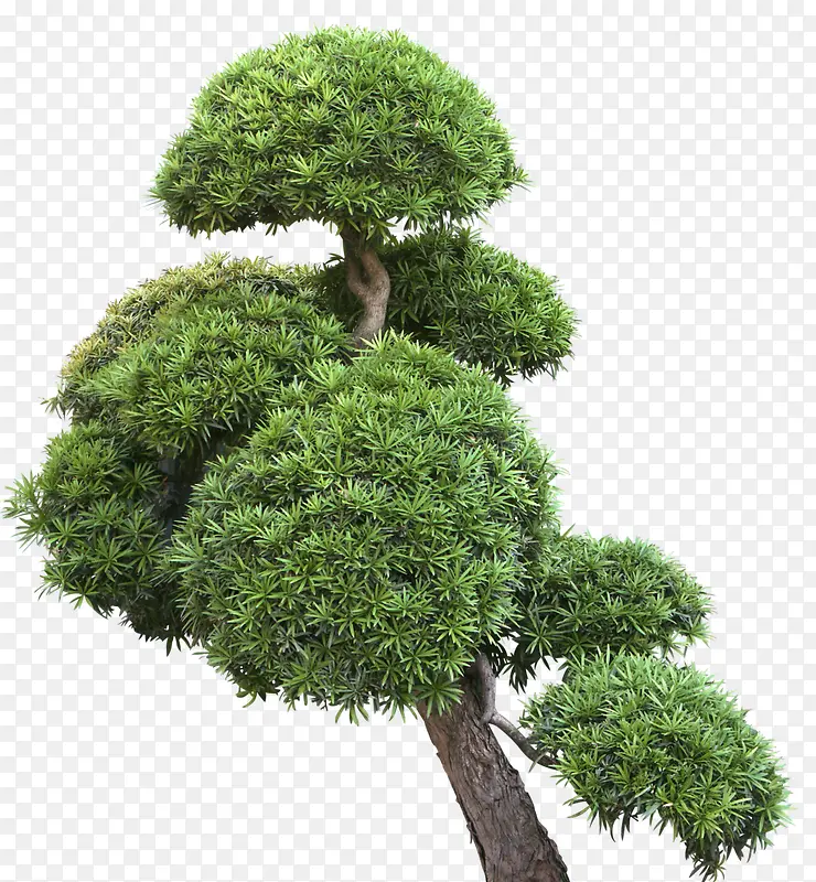 ï�ܵ���֦����Ԫ��-������