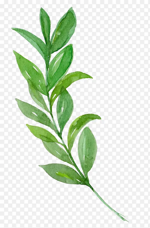 ����ɫˮ����Ҷװ��-������