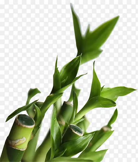 ����Ч����Ӱ�ϳ���ɫ�ݱ�ֲ��-������